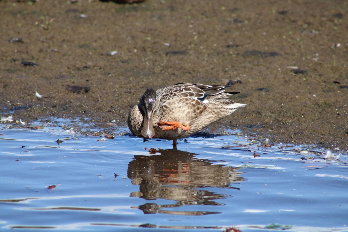 Northern Shoveler - ML642913549