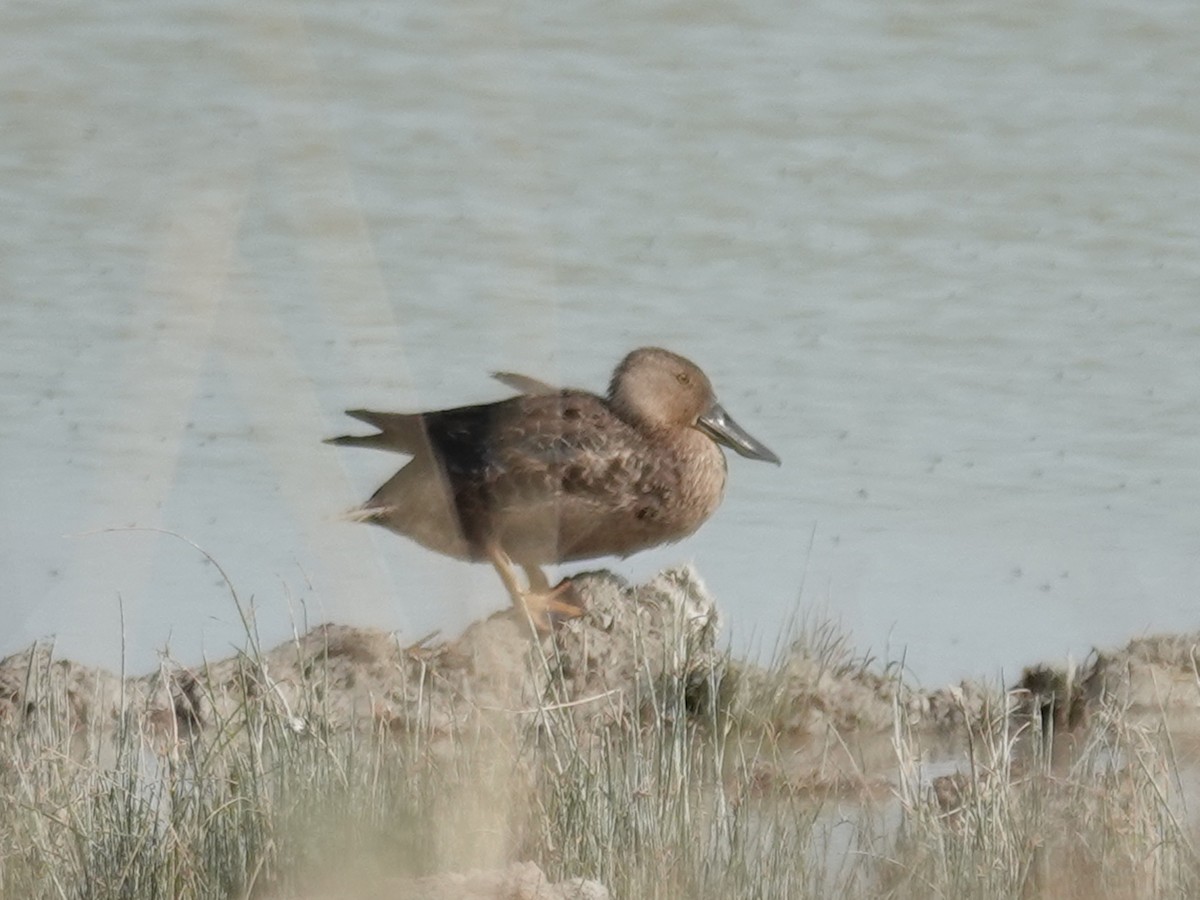 Cape Shoveler - ML642913551