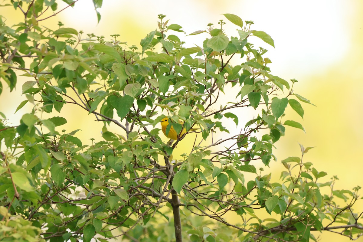 Yellow Warbler - ML642913556