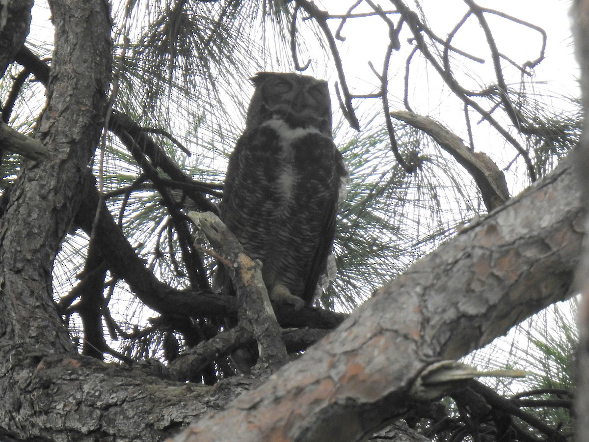 Great Horned Owl - ML642913575