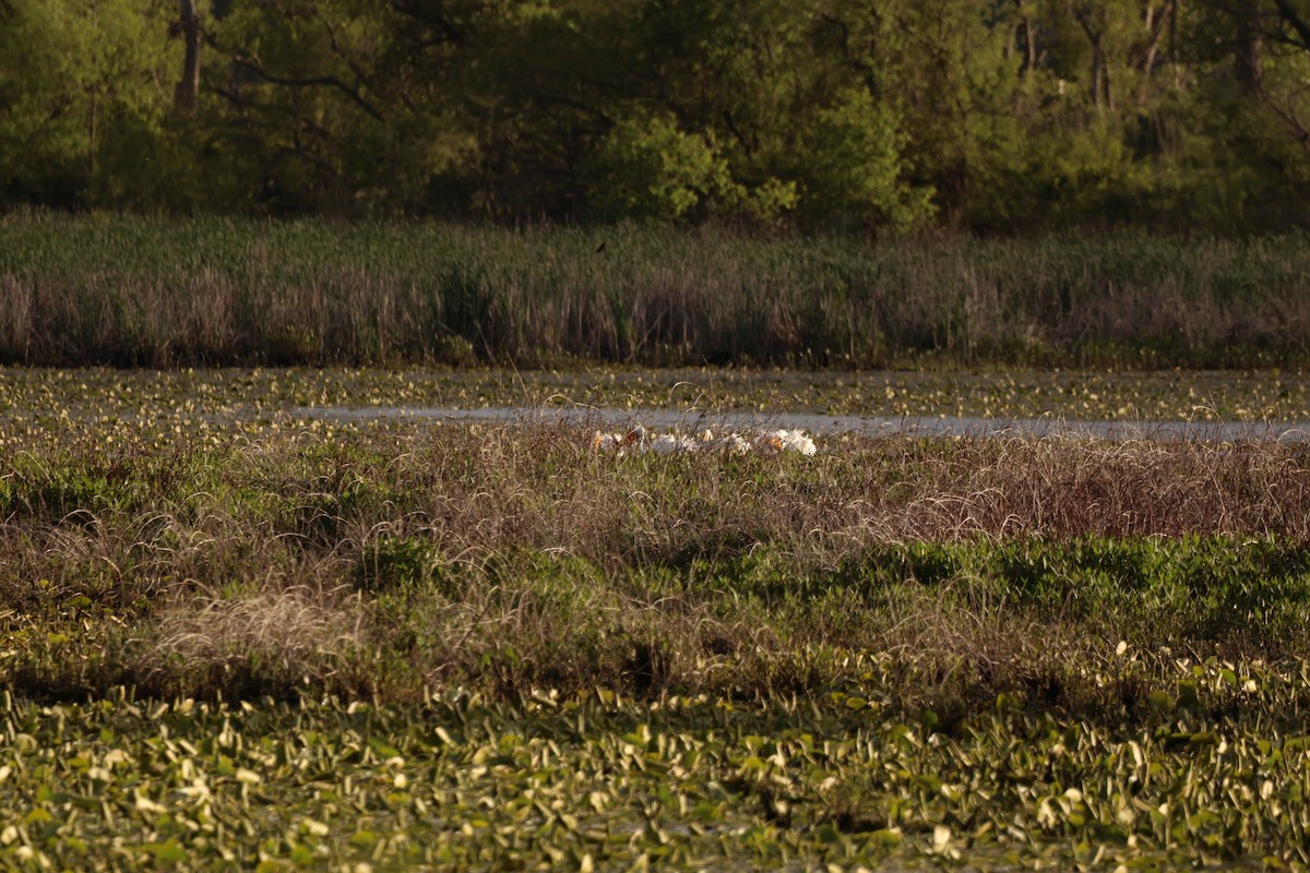 American White Pelican - ML642913577