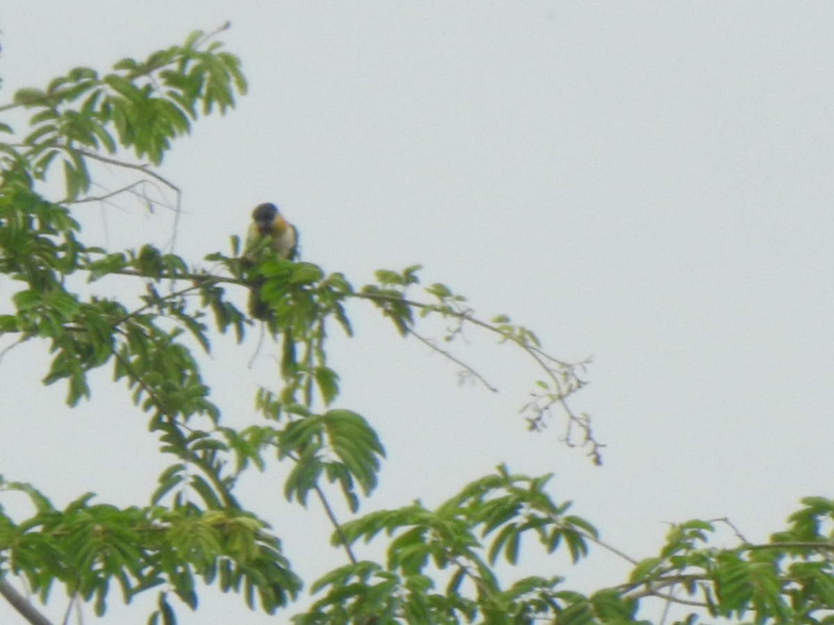 Black-headed Parrot - ML642913586