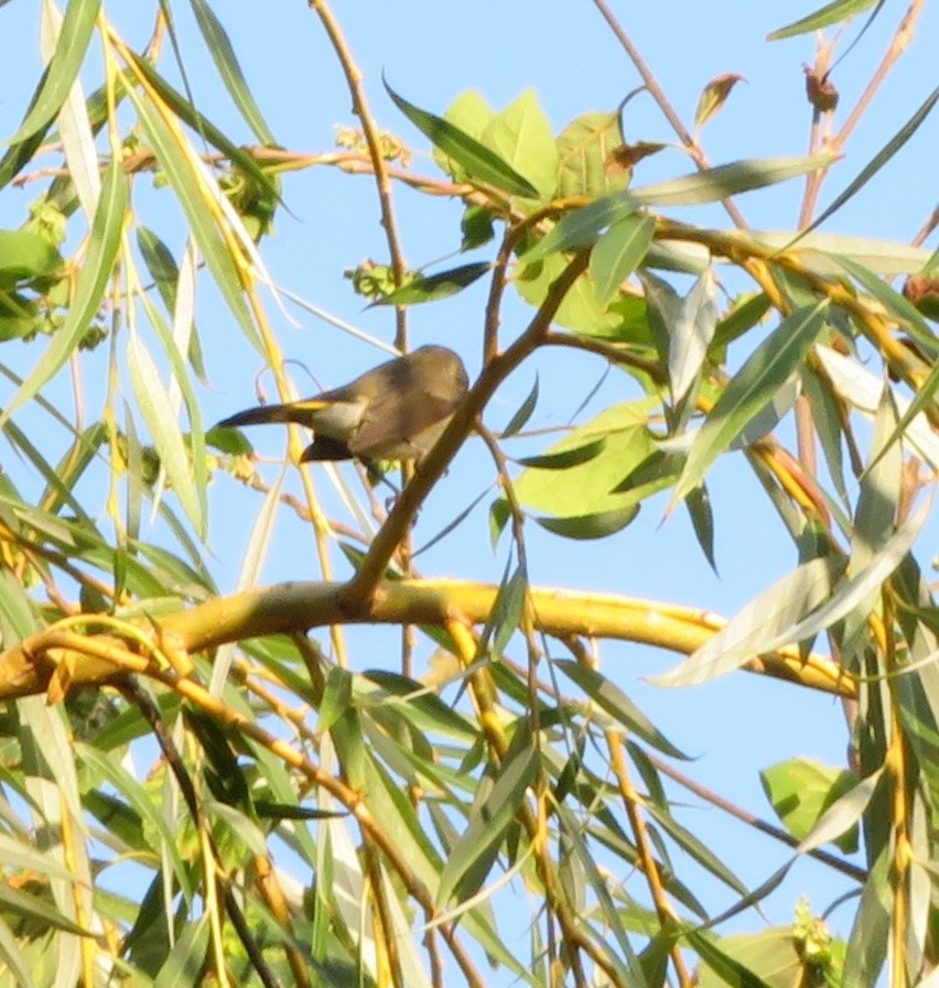 American Redstart - ML642913587