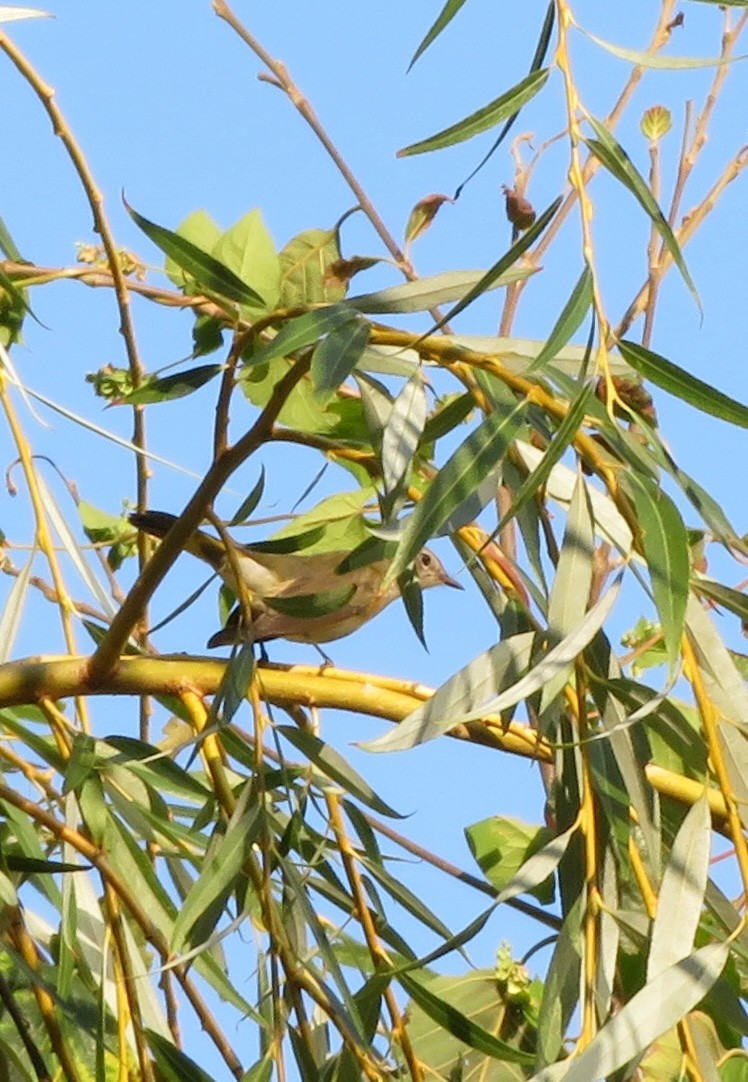 American Redstart - ML642913588