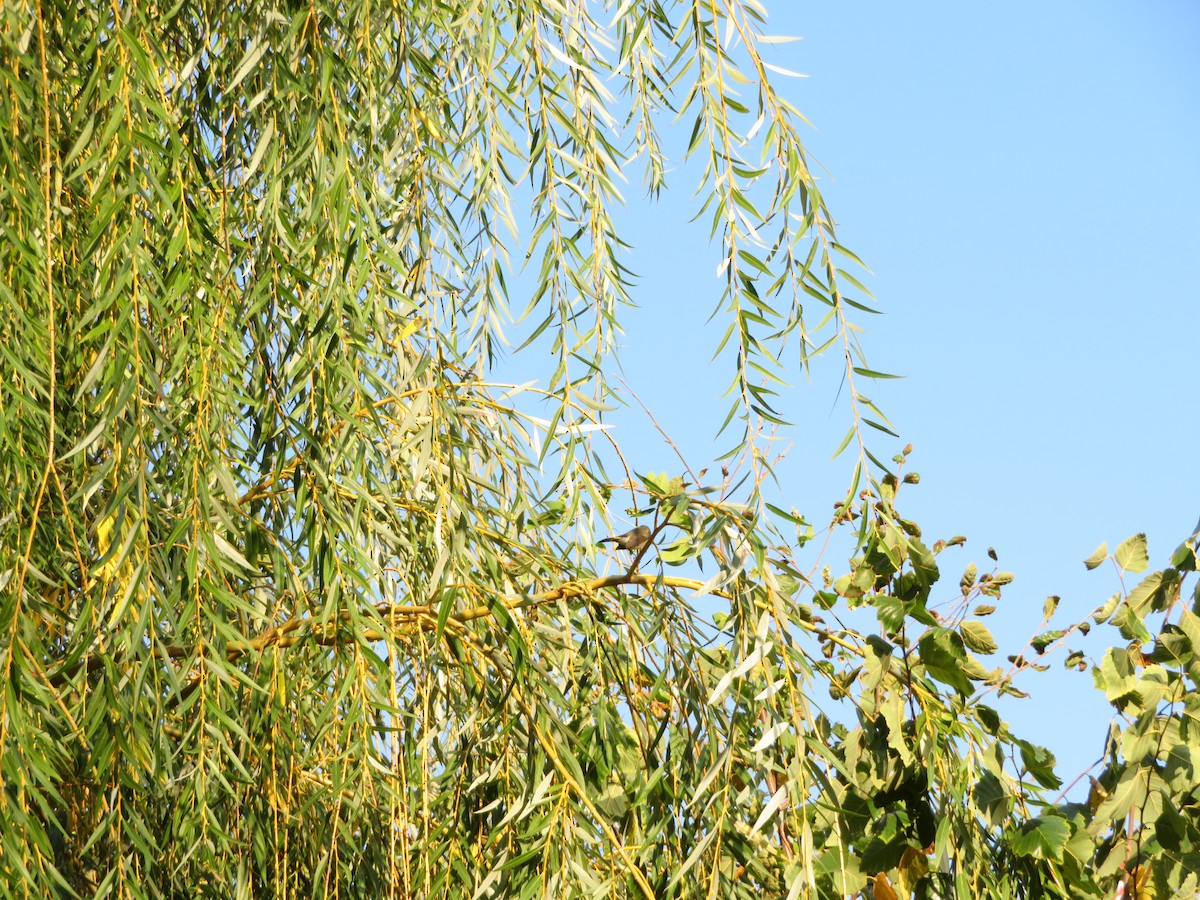 American Redstart - ML642913590