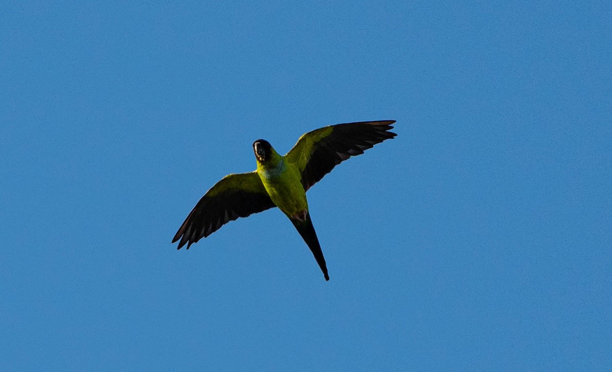 Nanday Parakeet - ML642913591