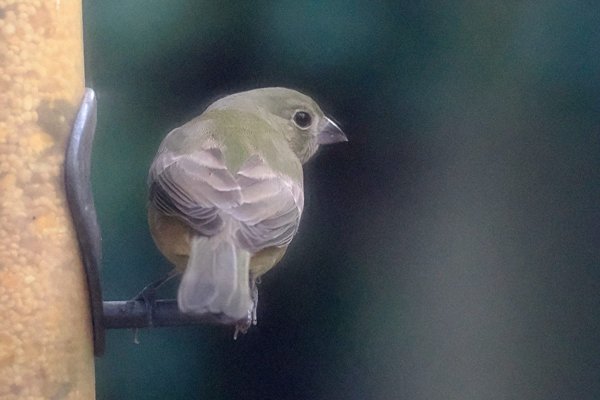 Painted Bunting - ML642913599