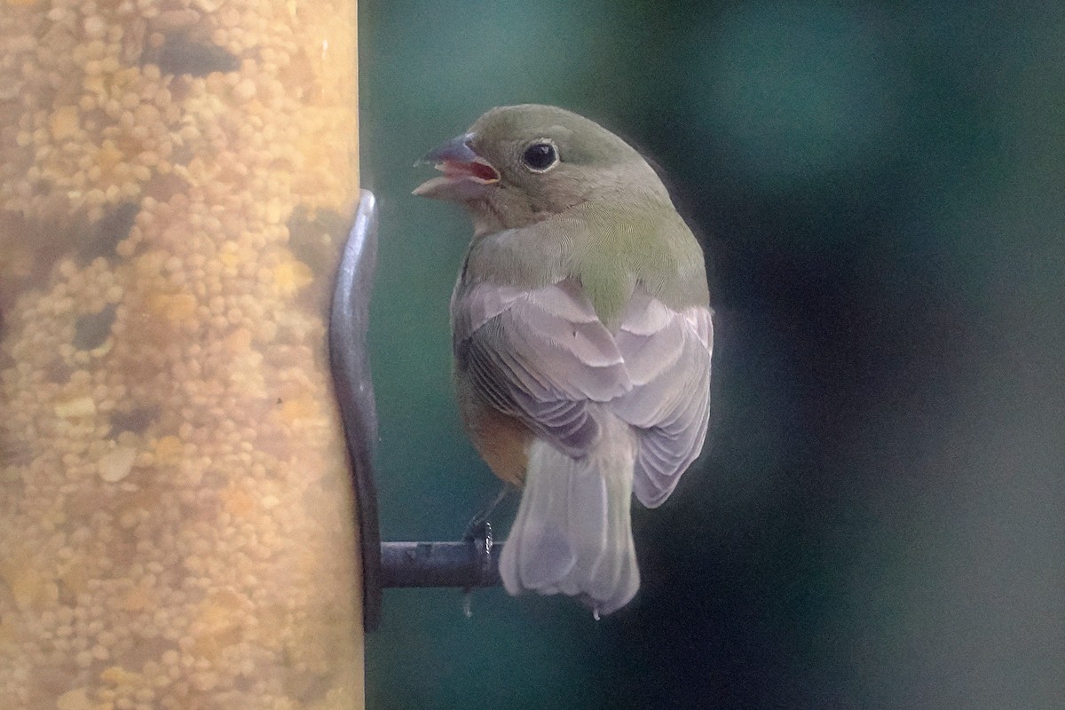 Painted Bunting - ML642913600