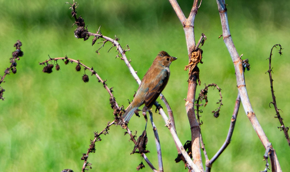 Indigo Bunting - ML642913604