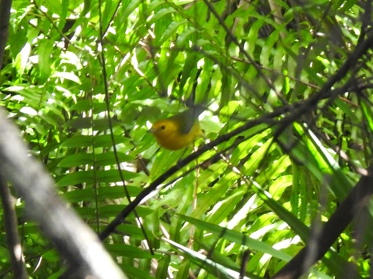 Prothonotary Warbler - ML642913607