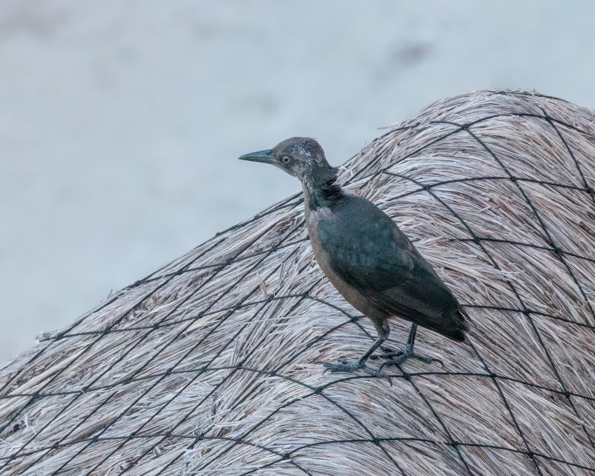 Great-tailed Grackle - ML642913608