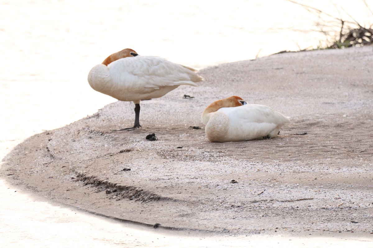 Trumpeter Swan - ML642913610