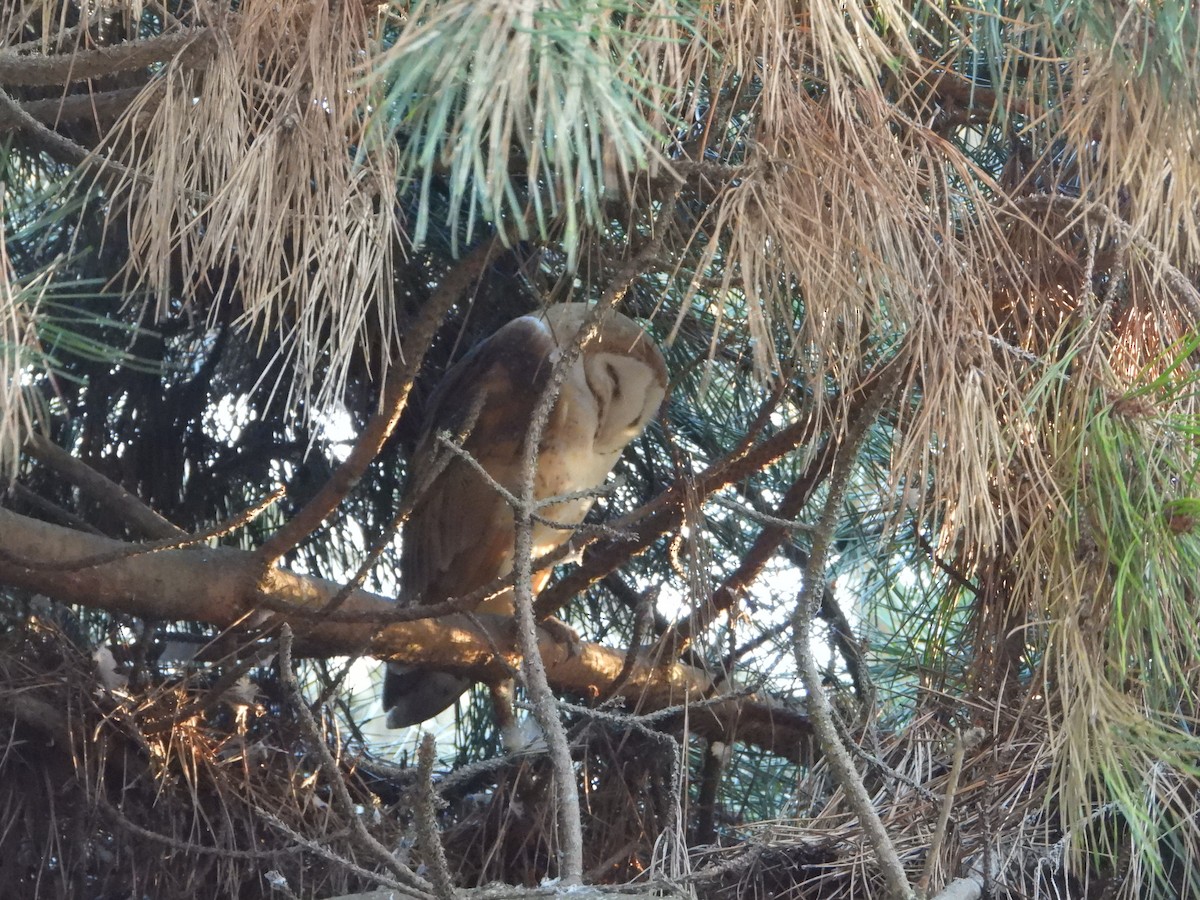 American Barn Owl - ML642913612