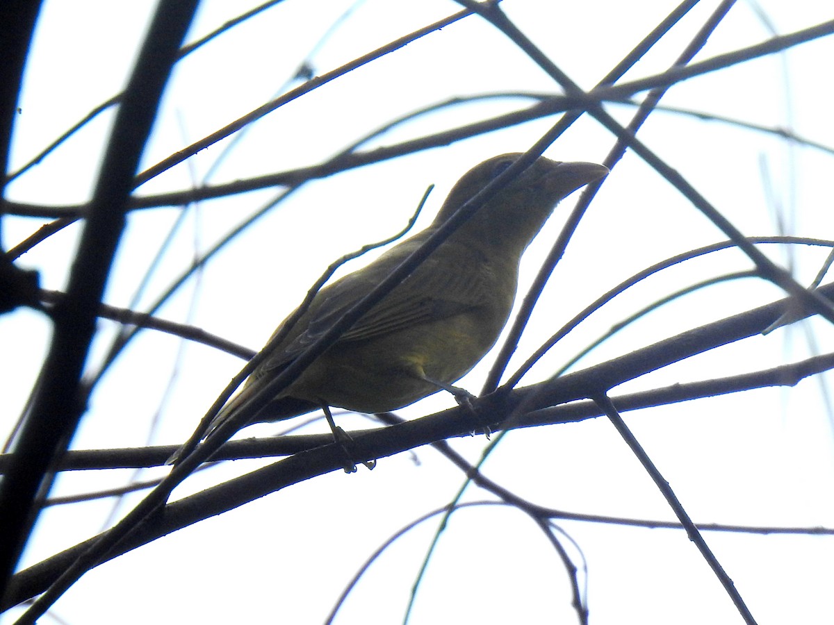 Summer Tanager - ML642913619