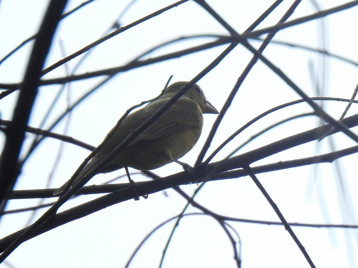 Summer Tanager - ML642913620