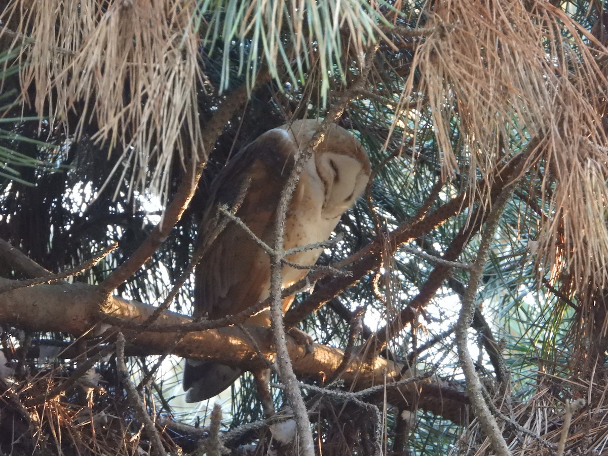 American Barn Owl - ML642913629