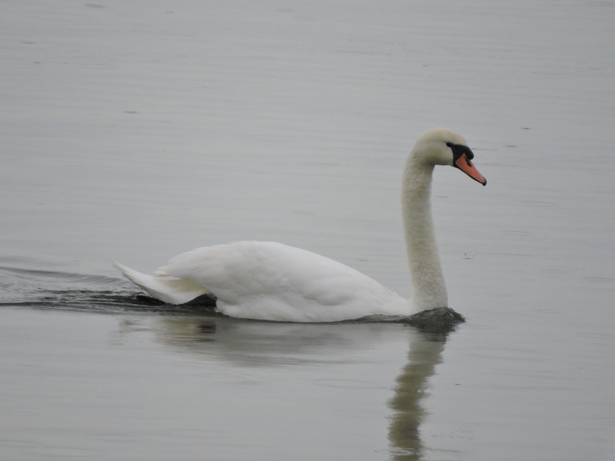 Cigno reale - ML642913646