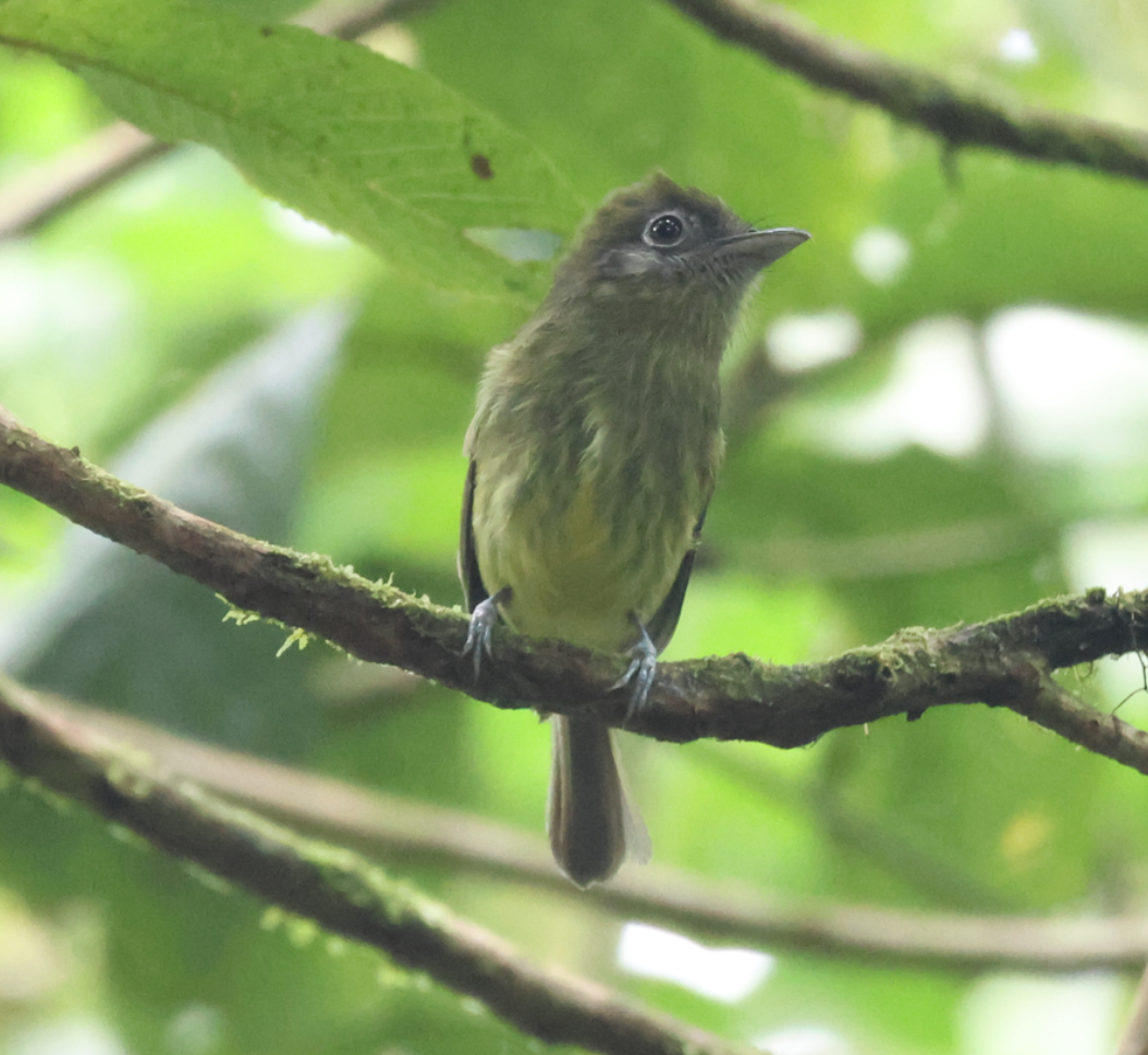 Eye-ringed Flatbill - ML642913648