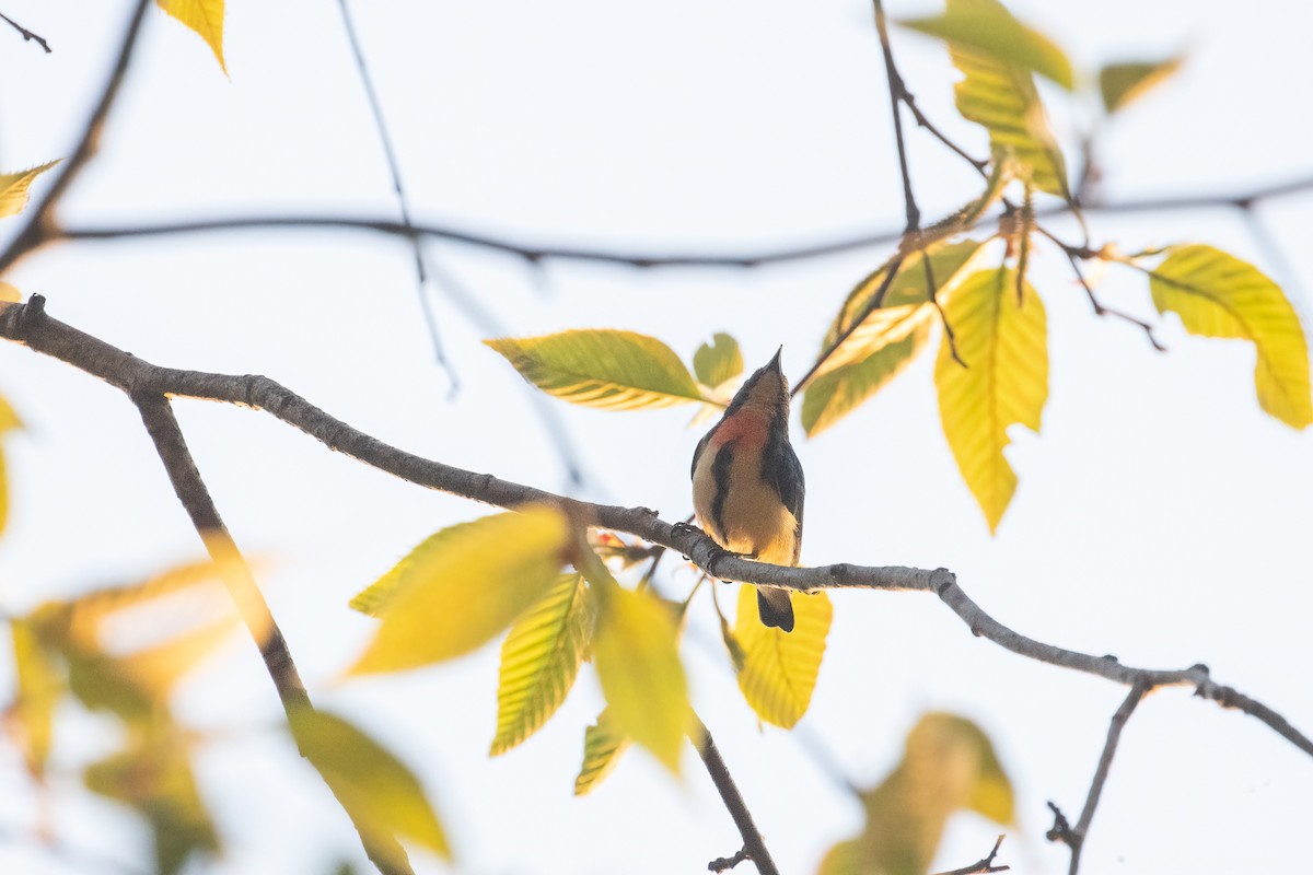 Fire-breasted Flowerpecker - ML642913656