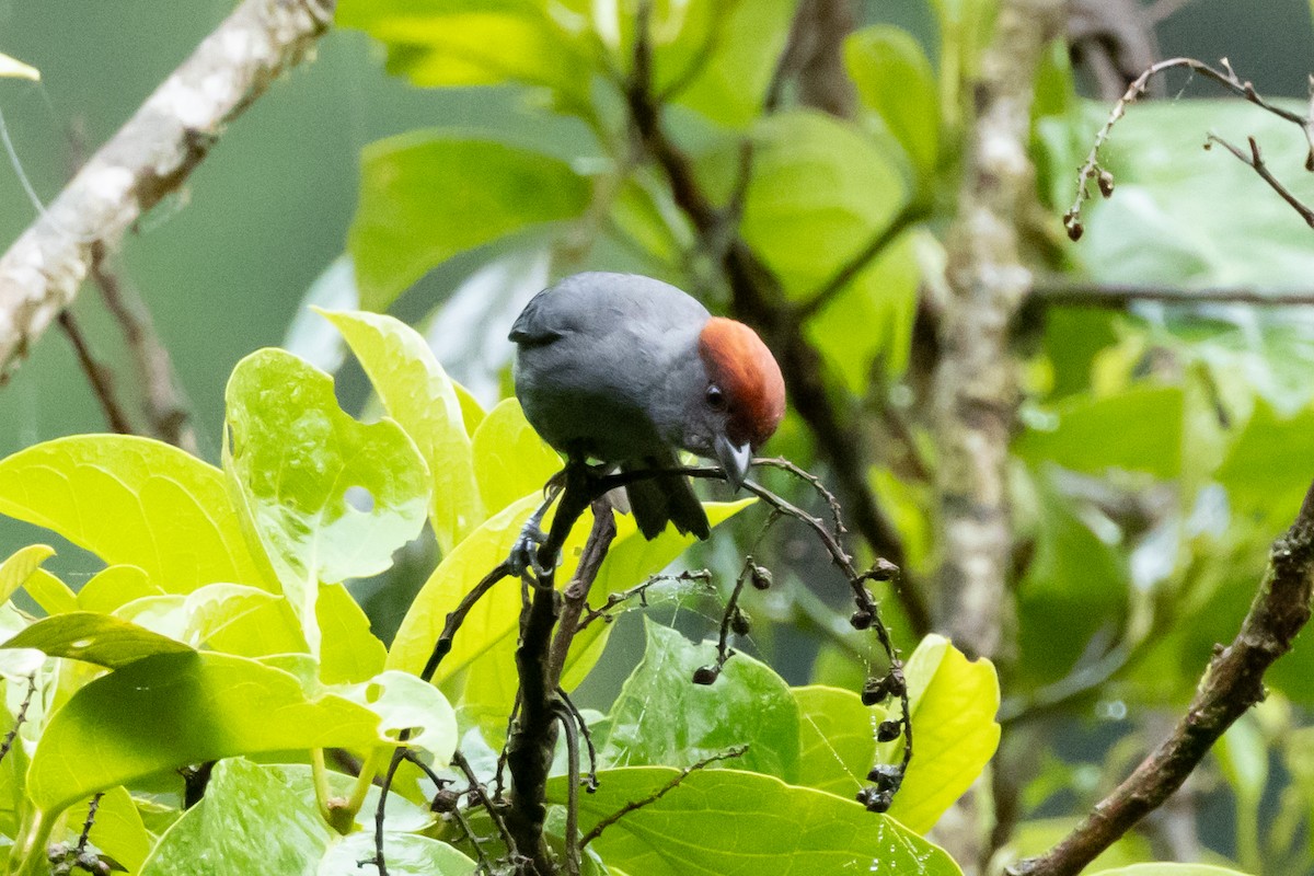 Slaty Tanager - ML642913659