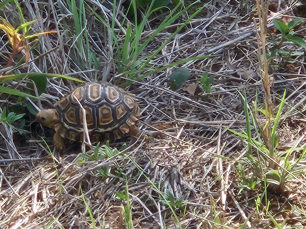 Leopard Tortoise - ML642913665