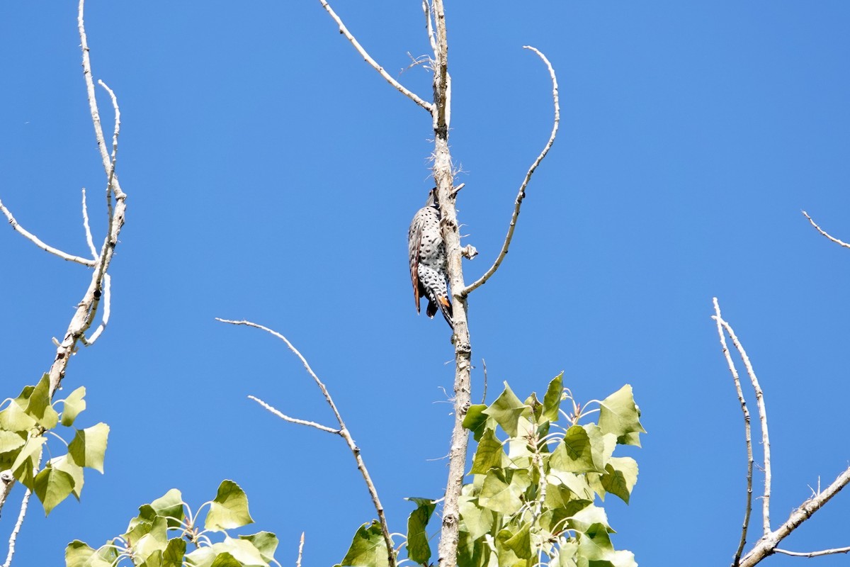 Northern Flicker - ML642913670