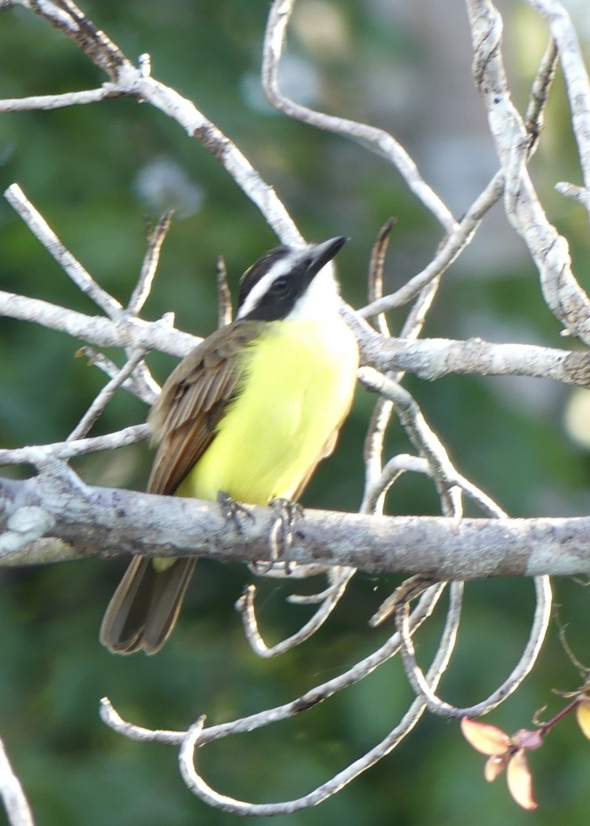 Lesser Kiskadee - ML642913673
