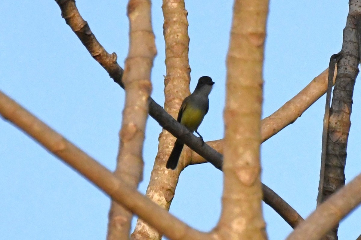 Myiarchus sp. - ML642913689