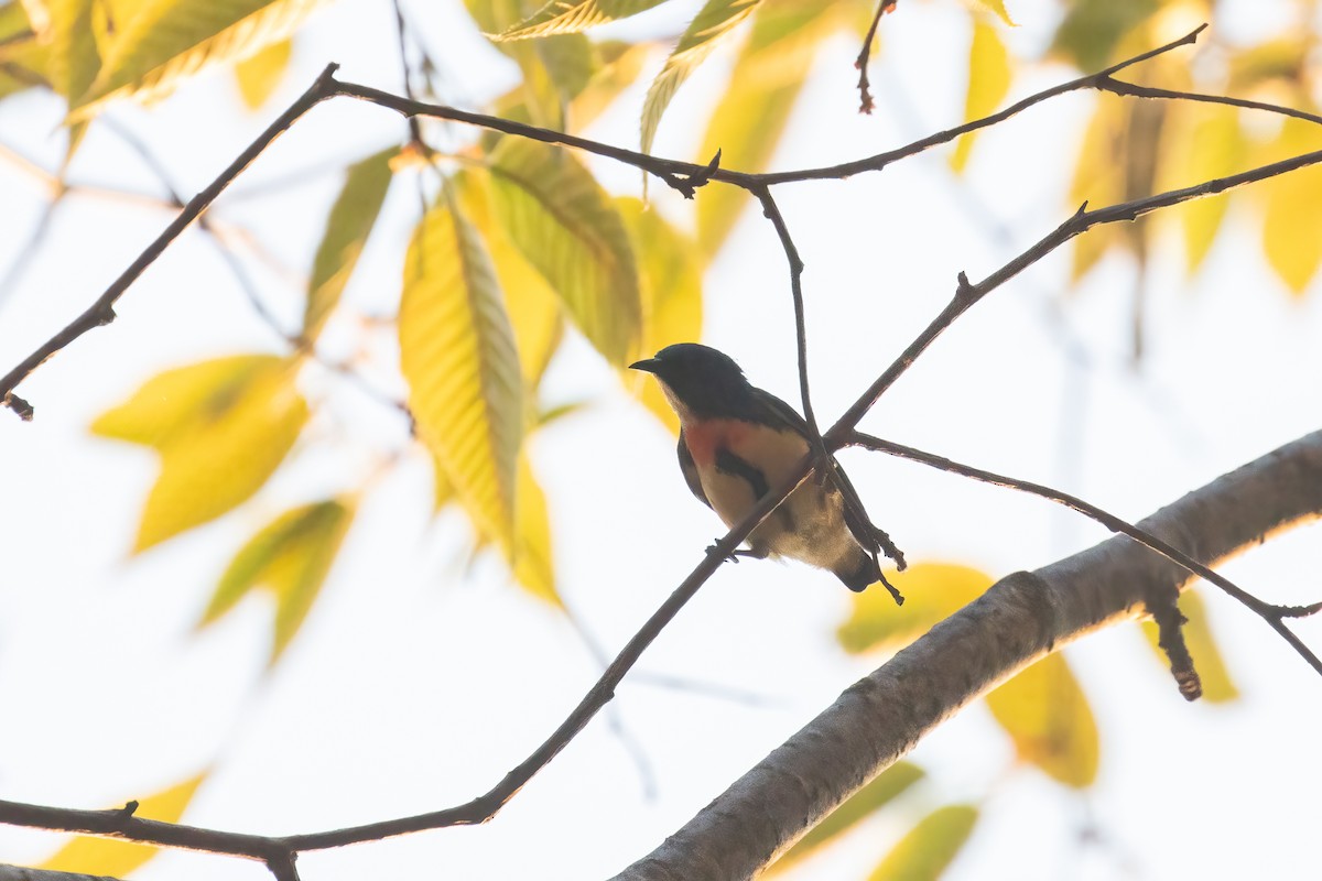Fire-breasted Flowerpecker - ML642913690