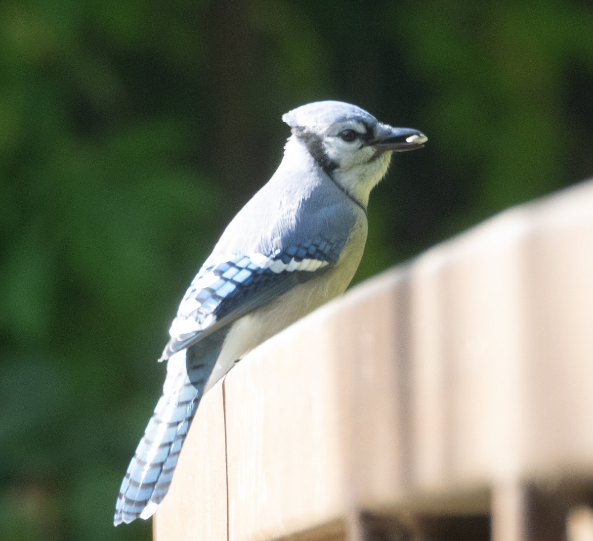 Blue Jay - ML642913693