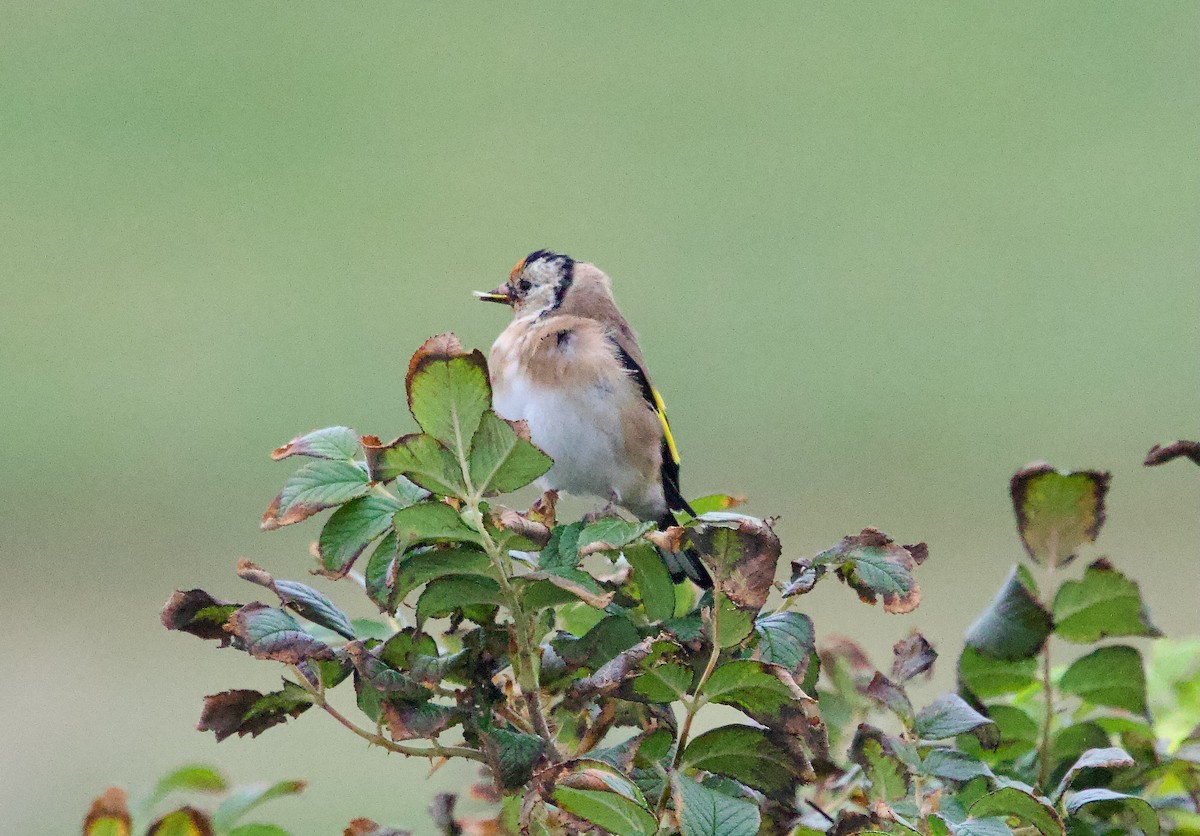 European Goldfinch - ML642913694