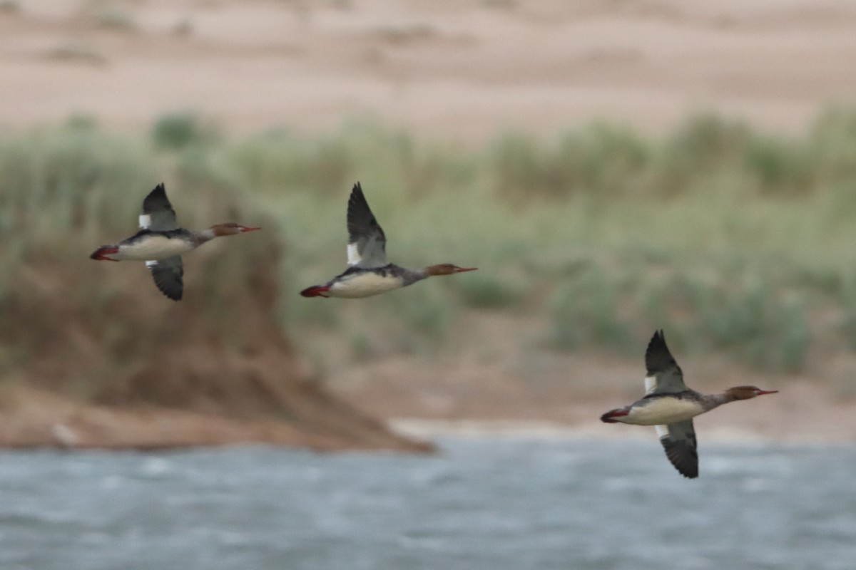 Red-breasted Merganser - ML642913697