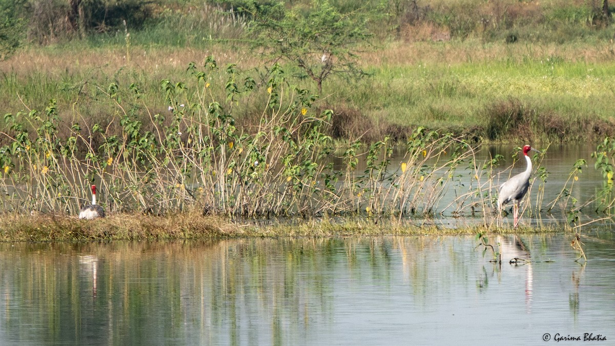 Sarus Crane - ML642913713
