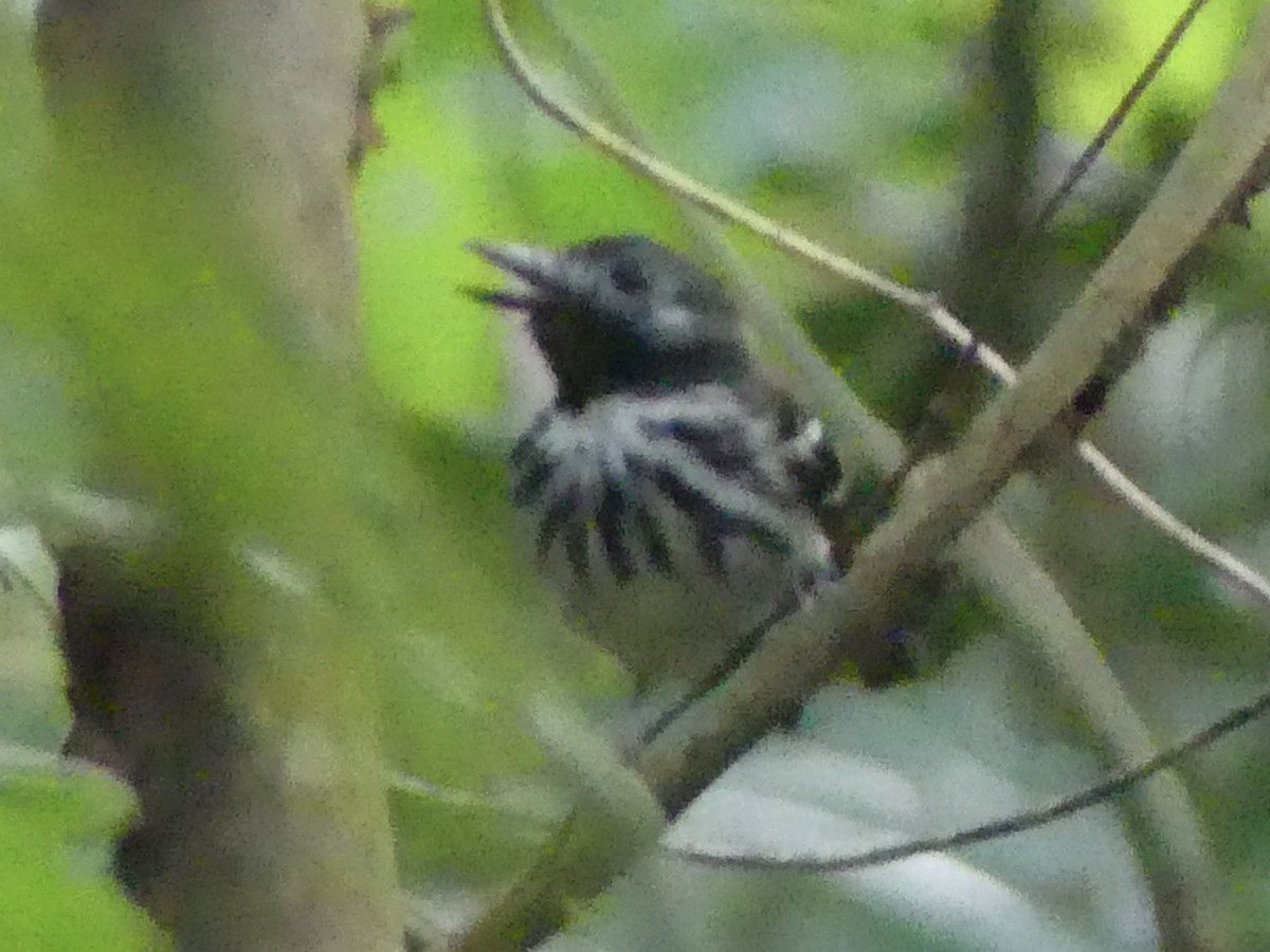 Amazonian Streaked-Antwren - ML642913724