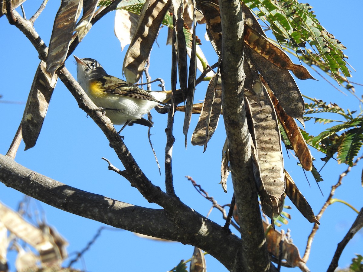 American Redstart - ML642913729
