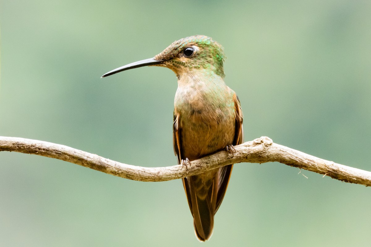 Fawn-breasted Brilliant - ML642913738