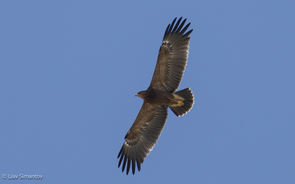 Lesser Spotted Eagle - ML642913751