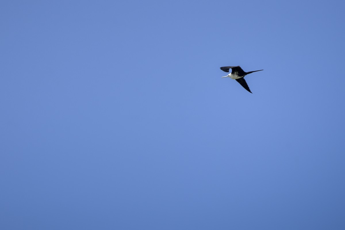 Magnificent Frigatebird - ML642913761