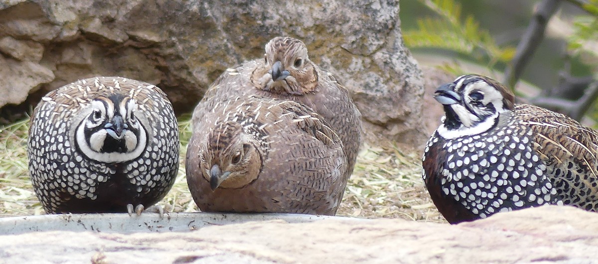 Montezuma Quail - ML642913767