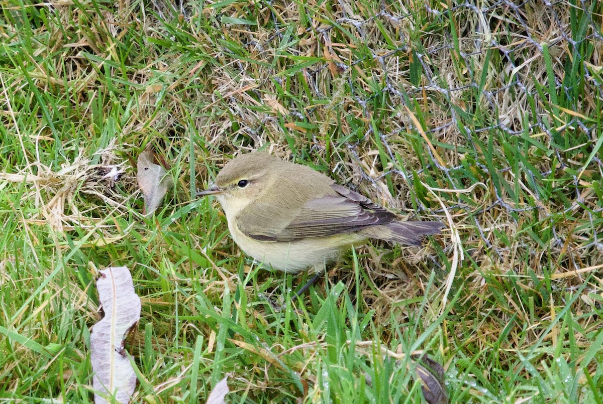 Common Chiffchaff - ML642913770