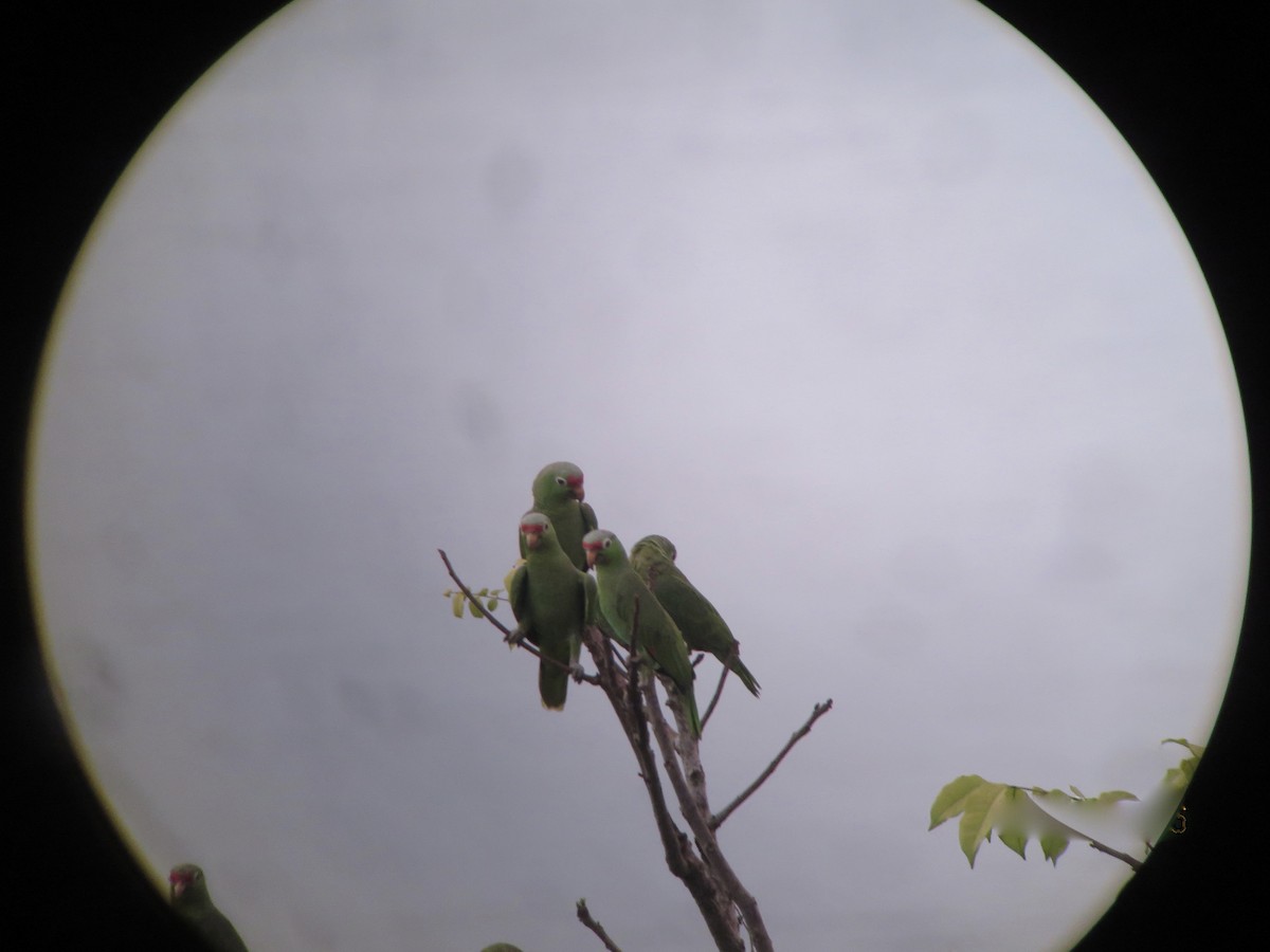 Red-lored Amazon - ML642913775
