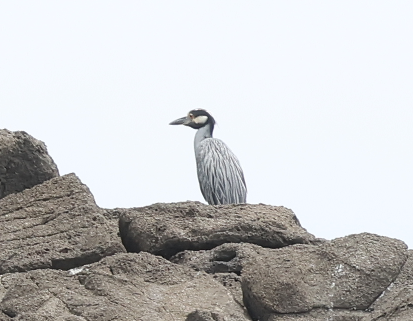 Yellow-crowned Night Heron - ML642913777