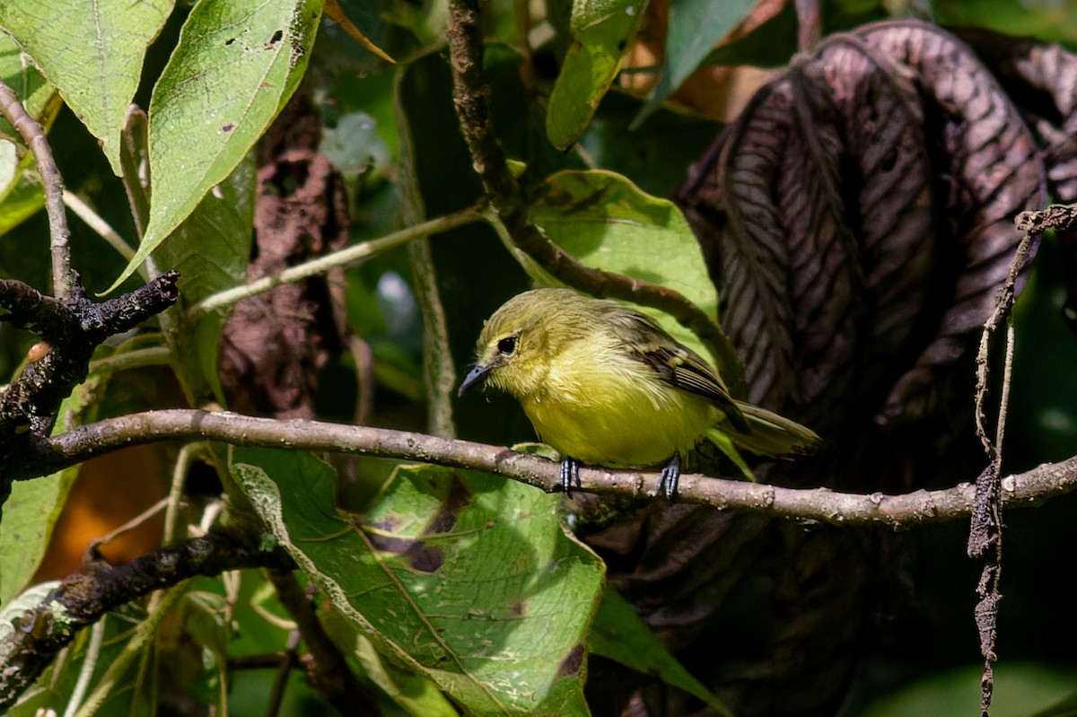 Yellow Tyrannulet - ML642913778