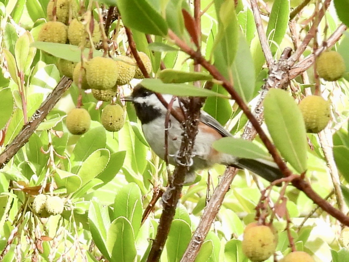 Chestnut-backed Chickadee - ML642913785