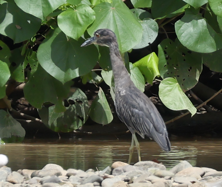 Yellow-crowned Night Heron - ML642913787