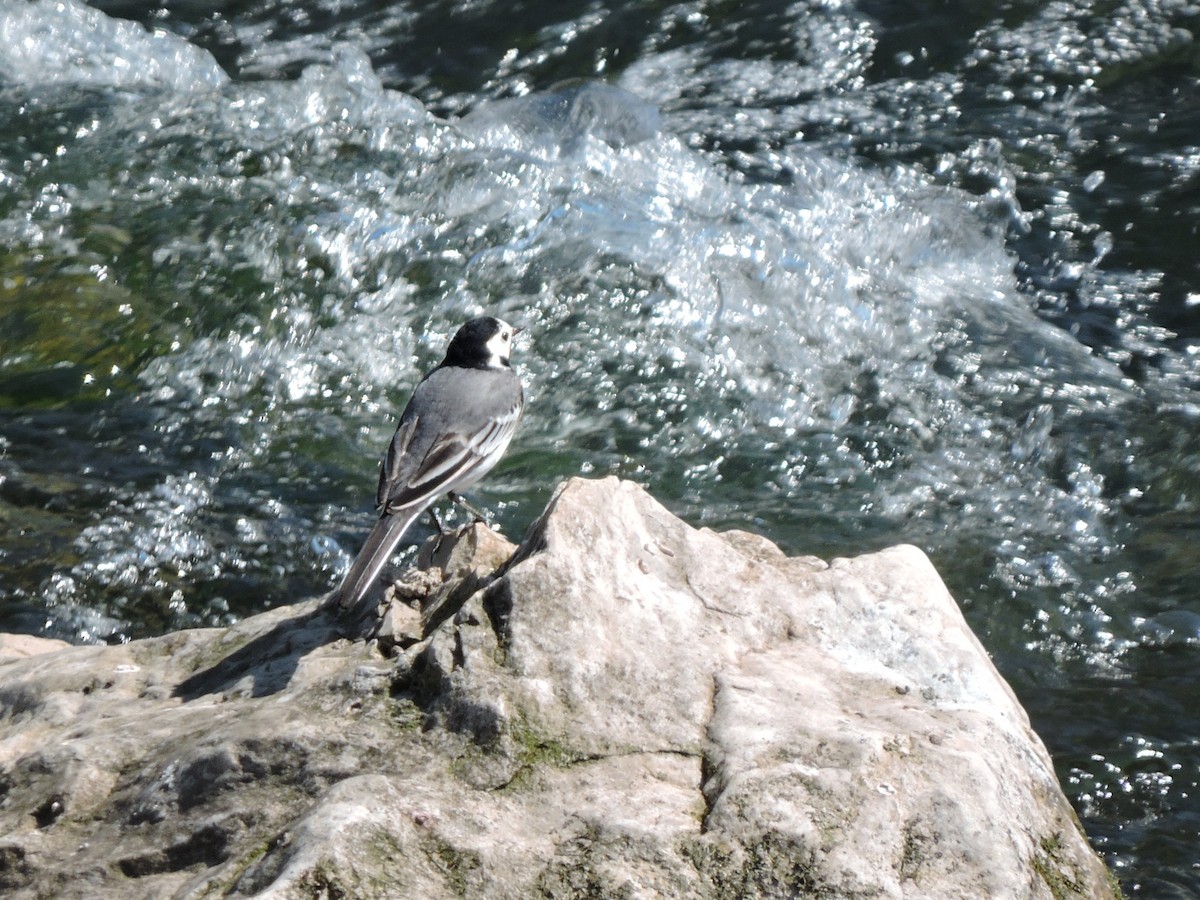 White Wagtail - ML642913793