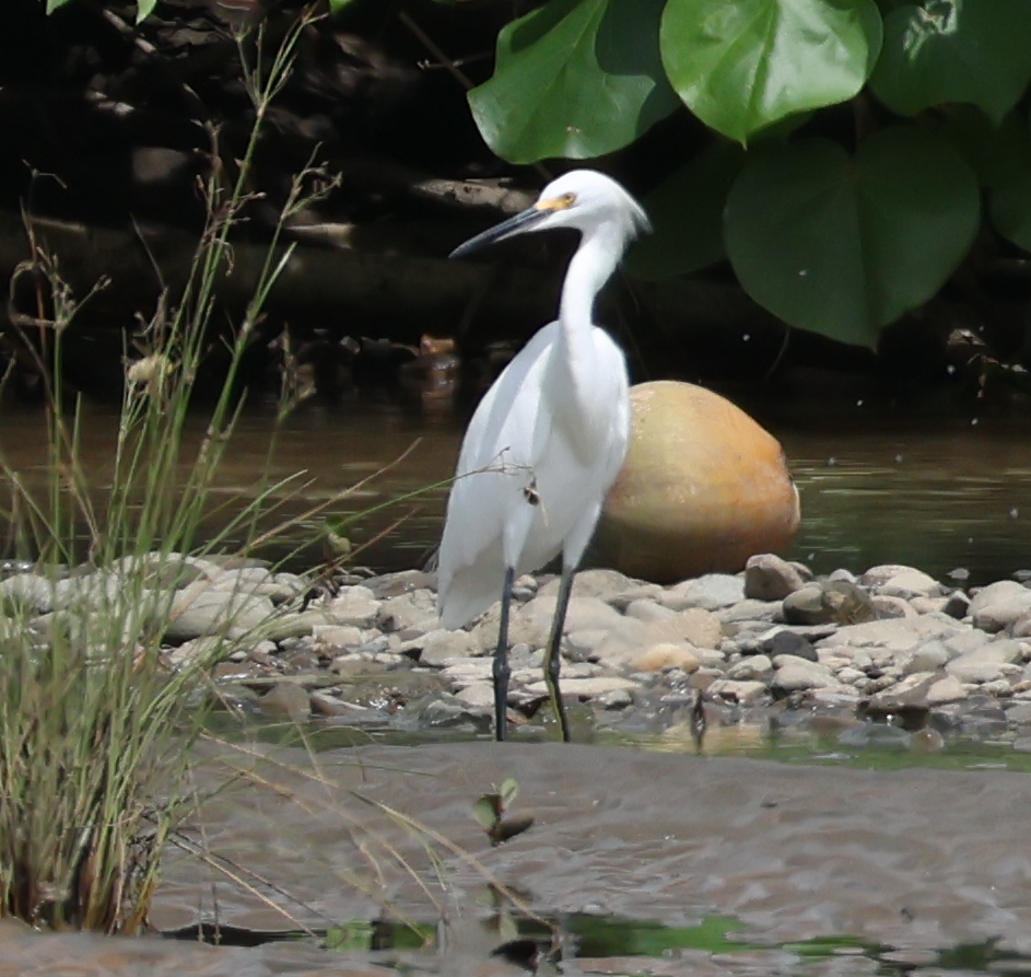 Snowy Egret - ML642913794
