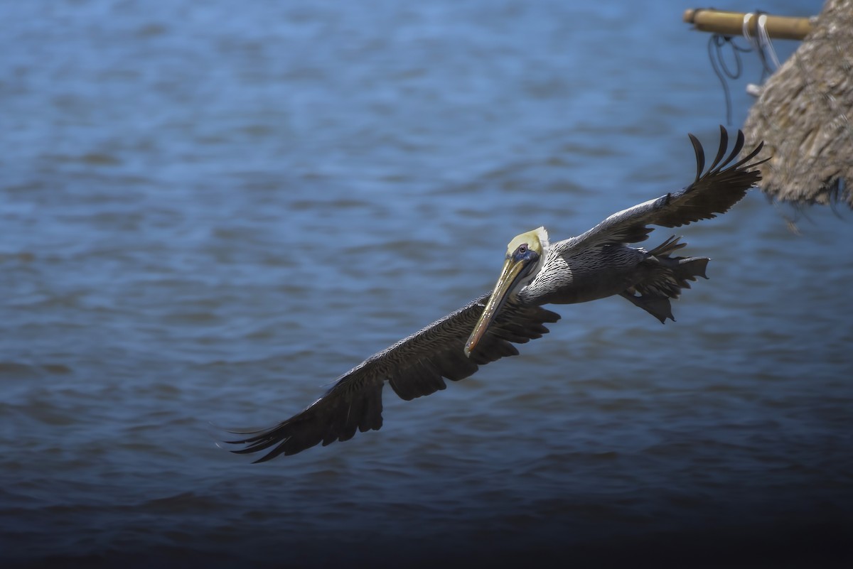 Brown Pelican - ML642913801