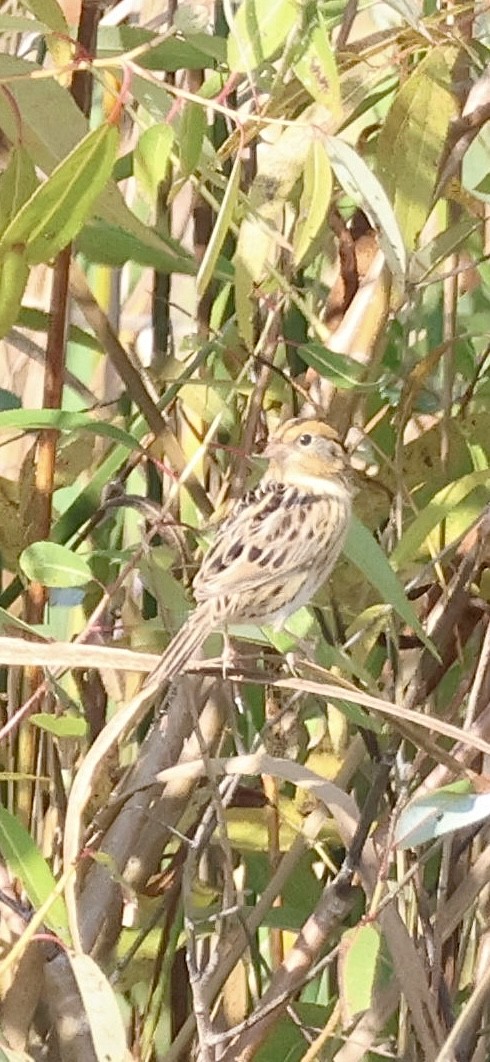 LeConte's Sparrow - ML642913806