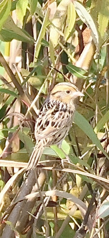 LeConte's Sparrow - ML642913807